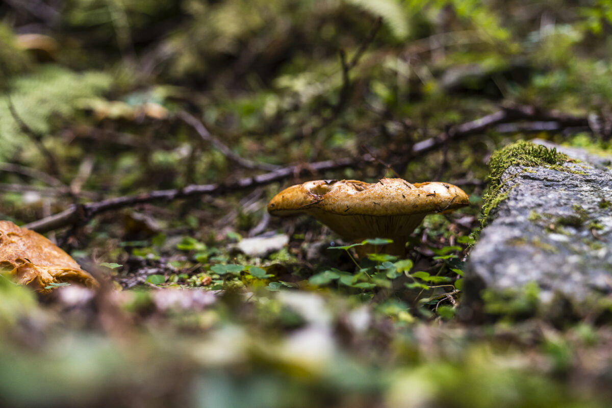 Pilze im Wald