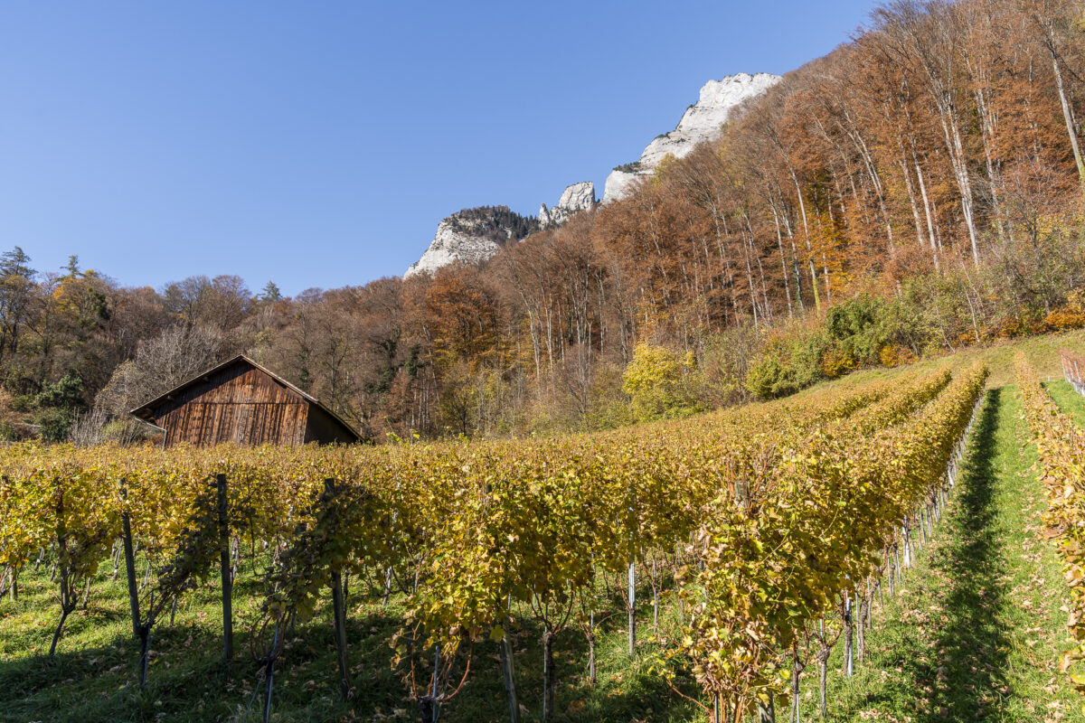 Reben in Sargans