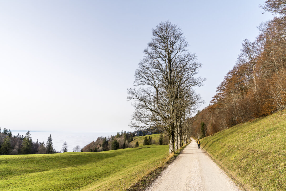 Wanderung Weissenstein Frinvillier