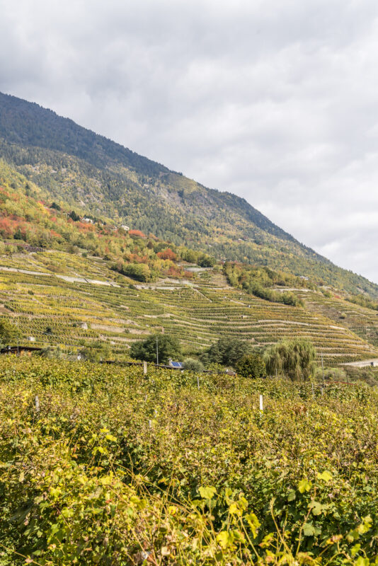 Rebberge Tirano