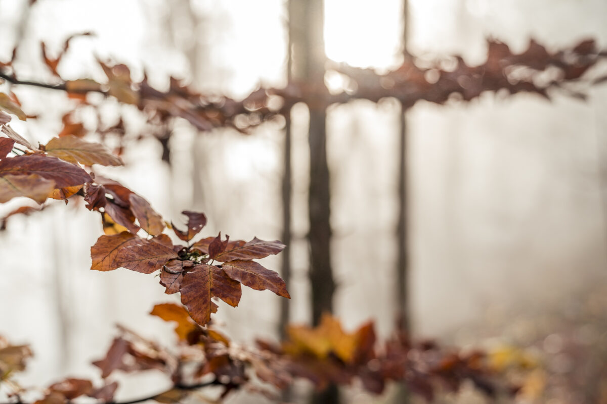 Farbige Blätter Herbst