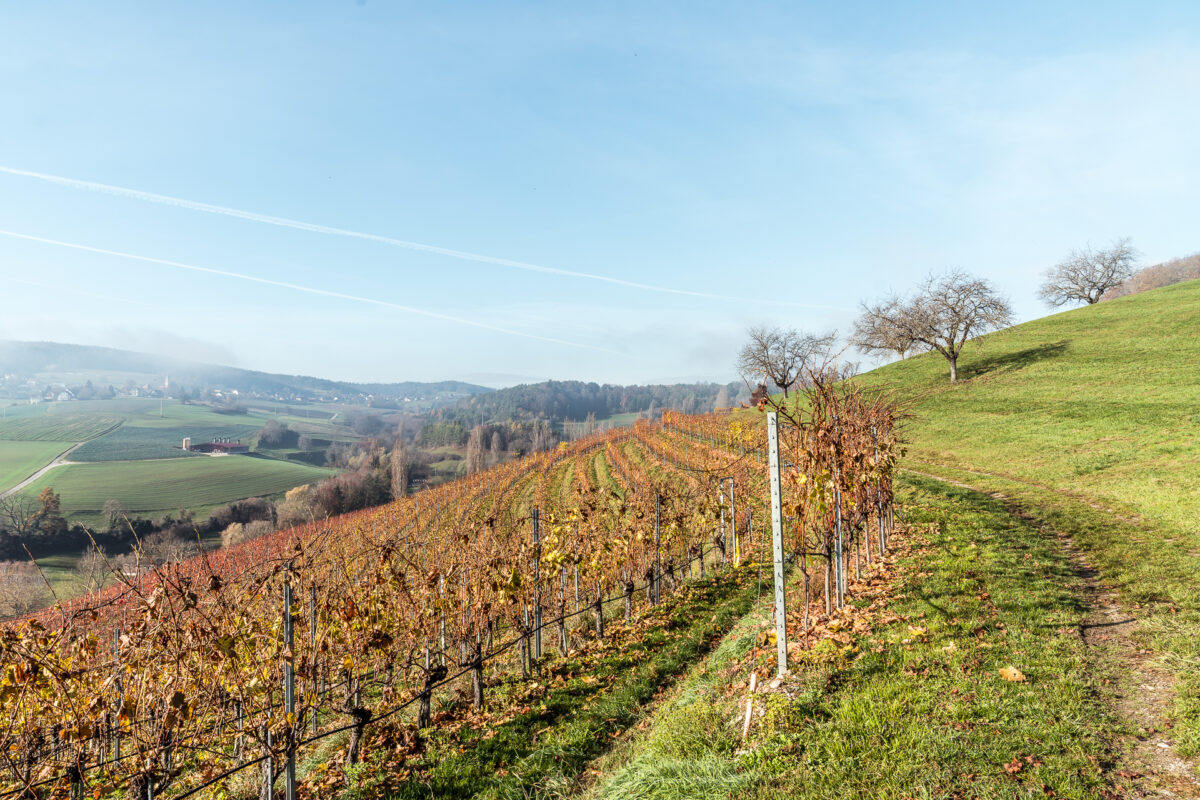 Reben Blauburgunderland