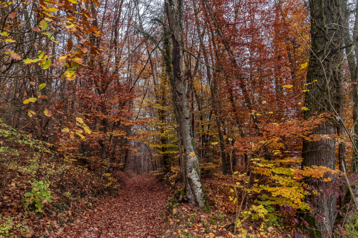 Reiat Schaffhauserland Herbst