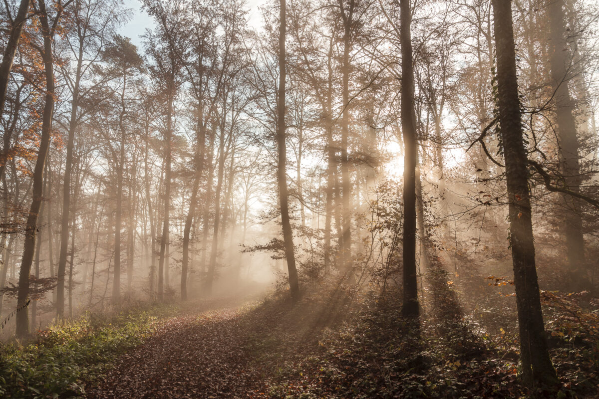 Sonnenstrahlen im Wald