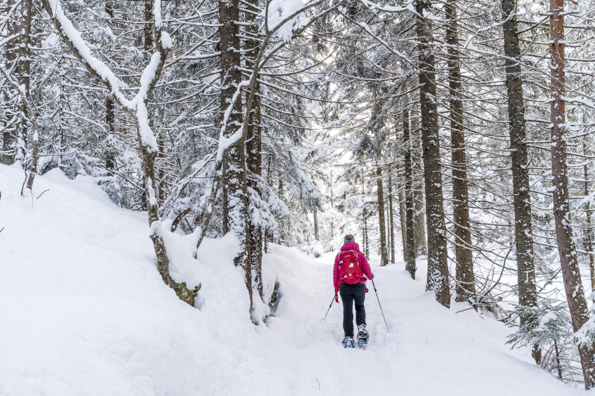 Arnisee Trail Wald