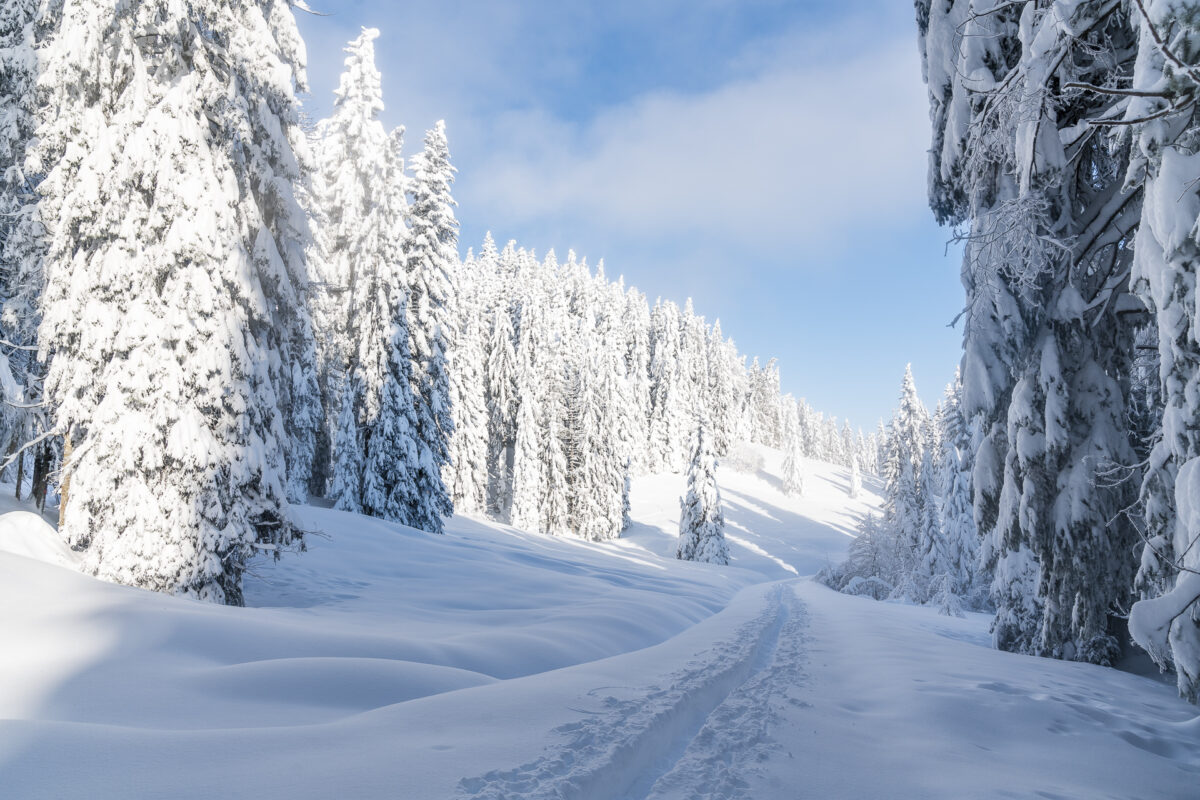 Schneeschuhtrail Schwyz Sattel