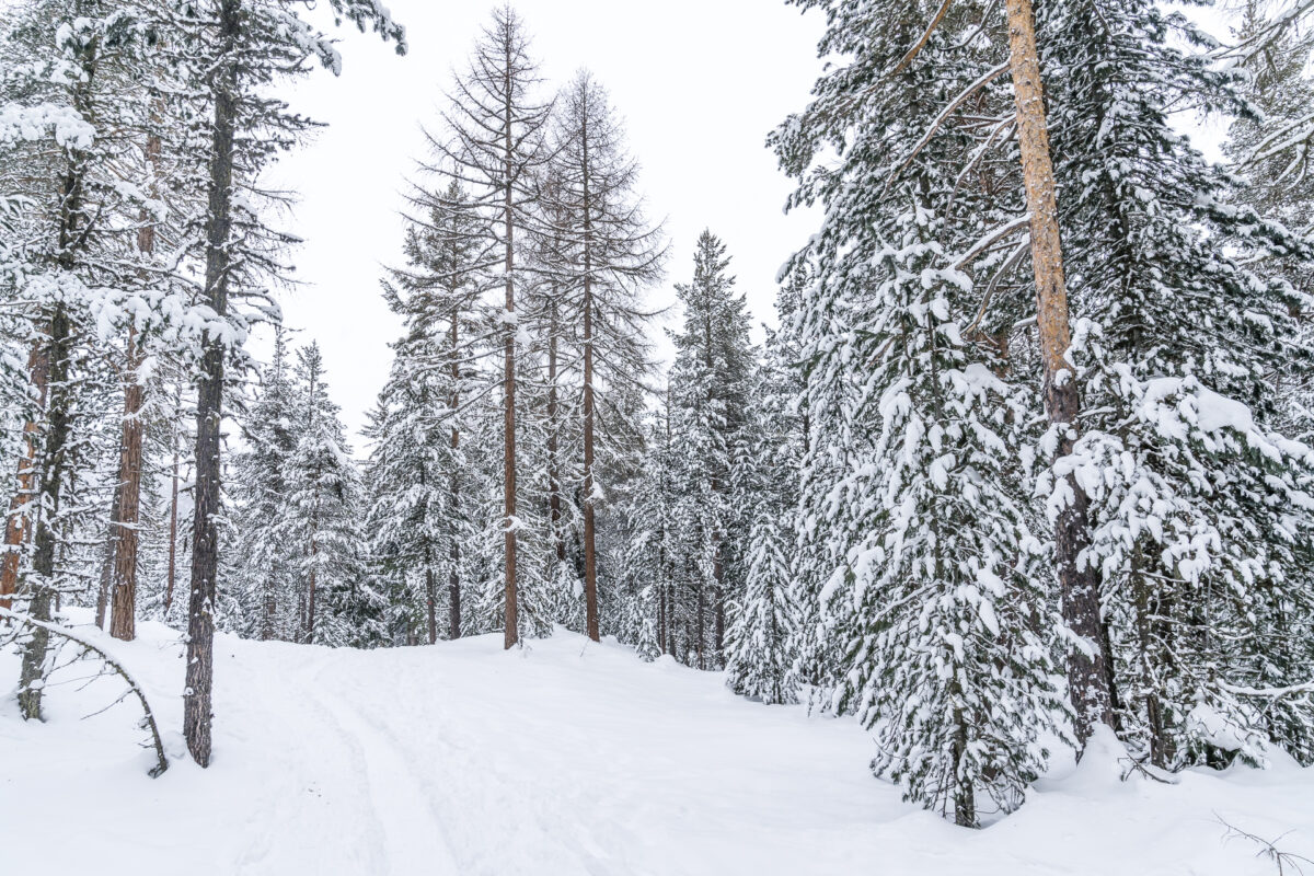 Stazerwald Engadin im Winter