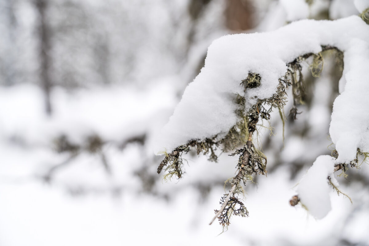 Flechten Schnee