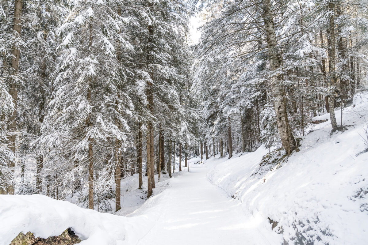 Winterwanderung Flimserwald