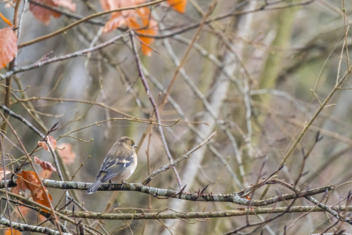 Rheinau Vogel