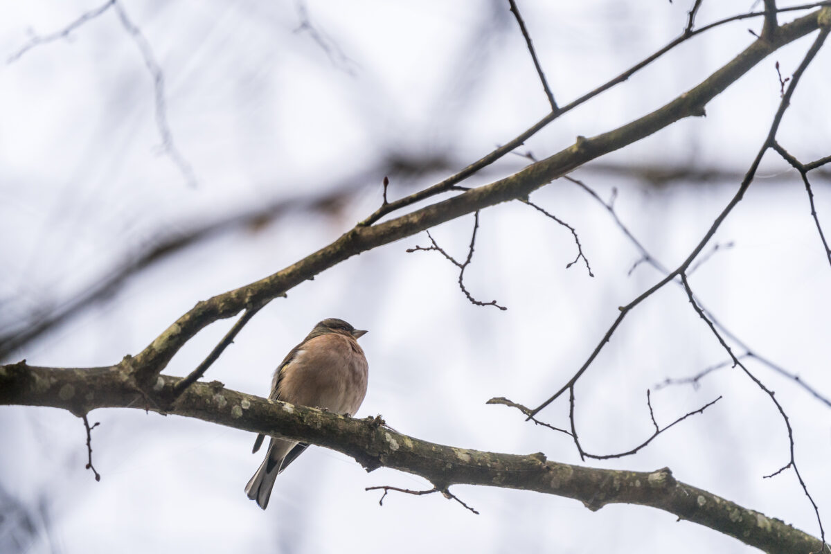 Vogelbeobachtung