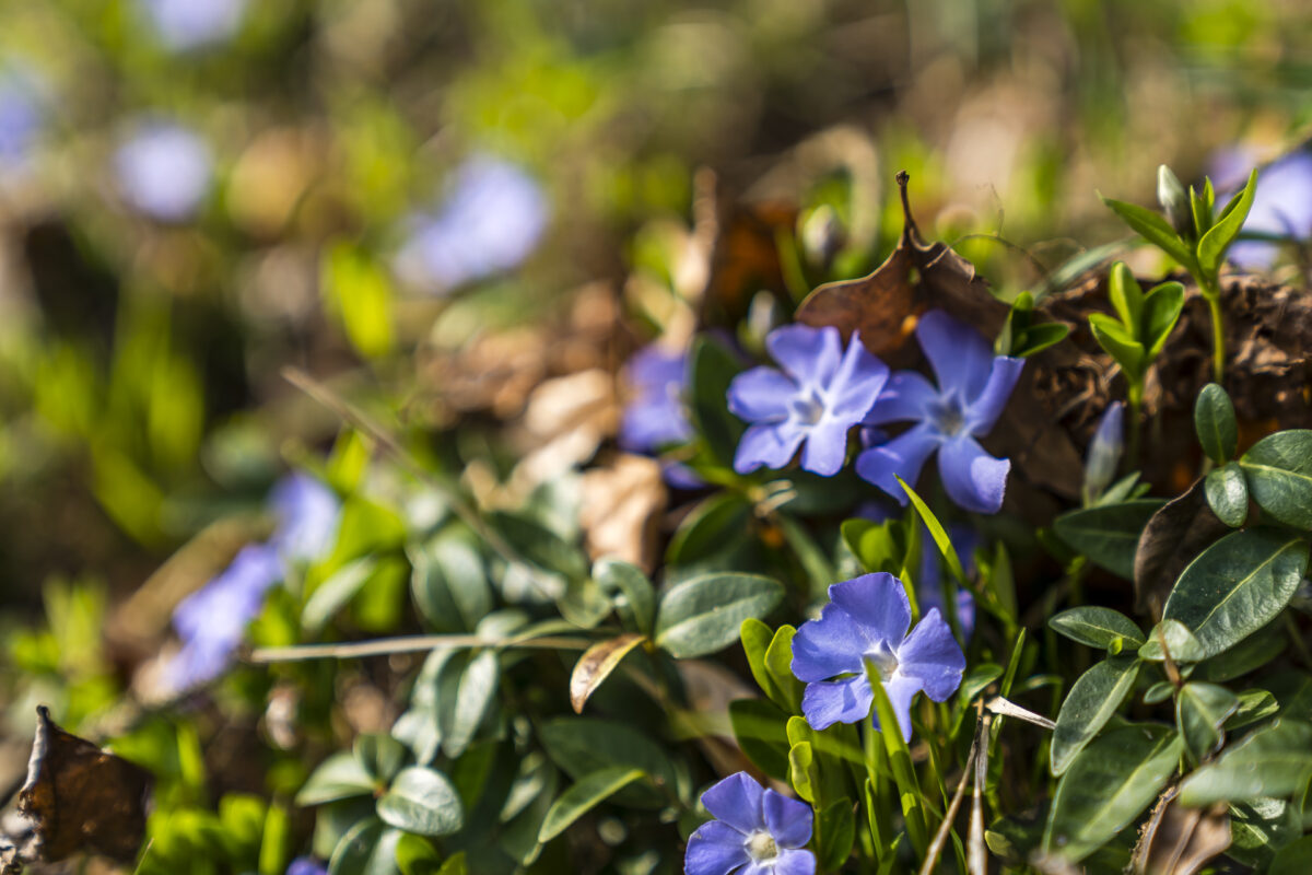 Frühlingsblumen Walensee