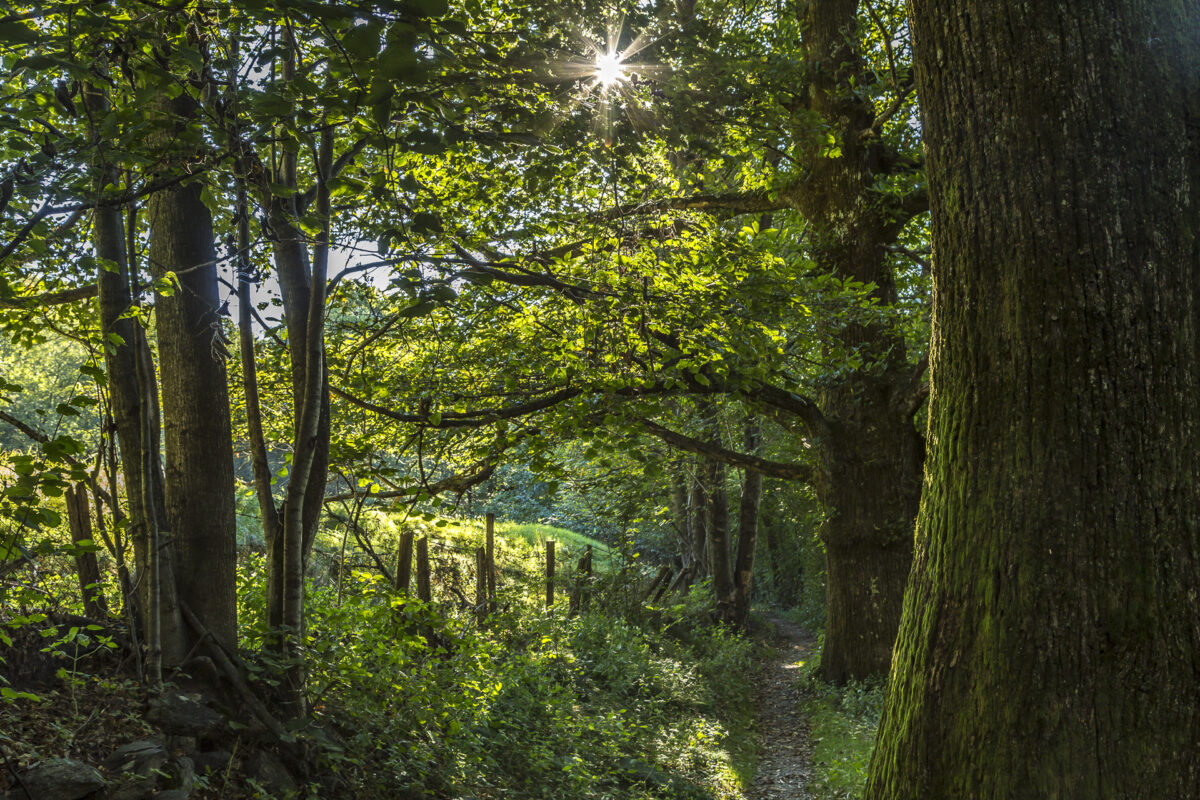 Malcantone Kastanienweg