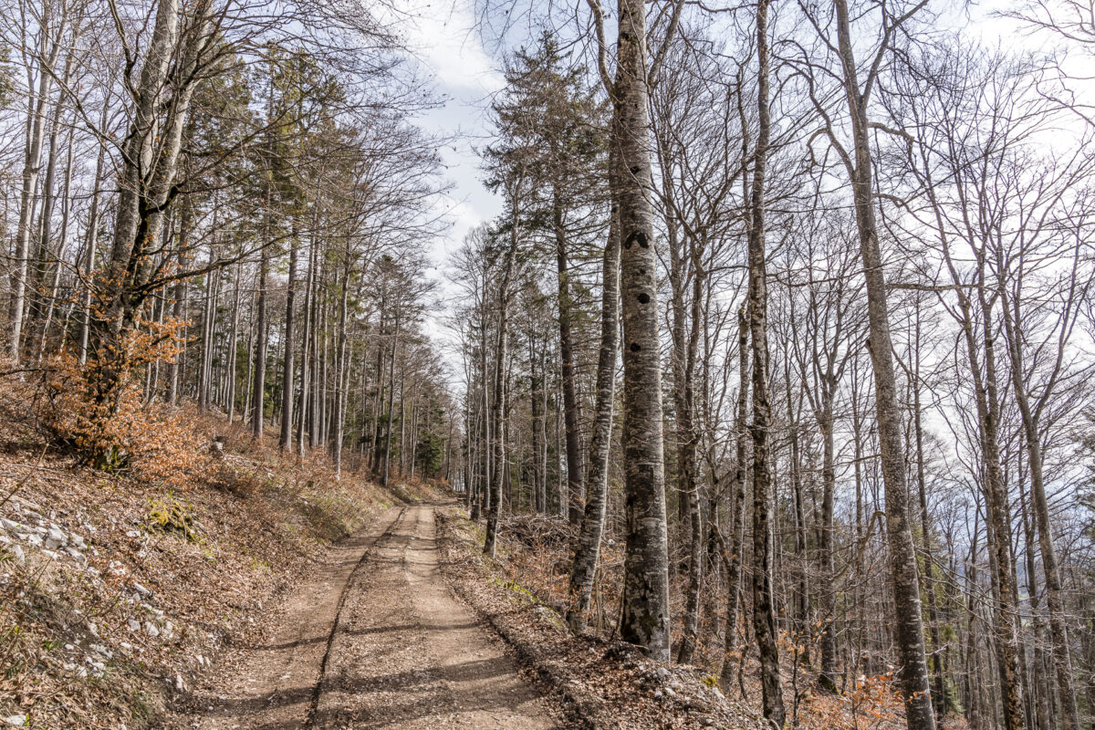 Waldweg Mont Sujet