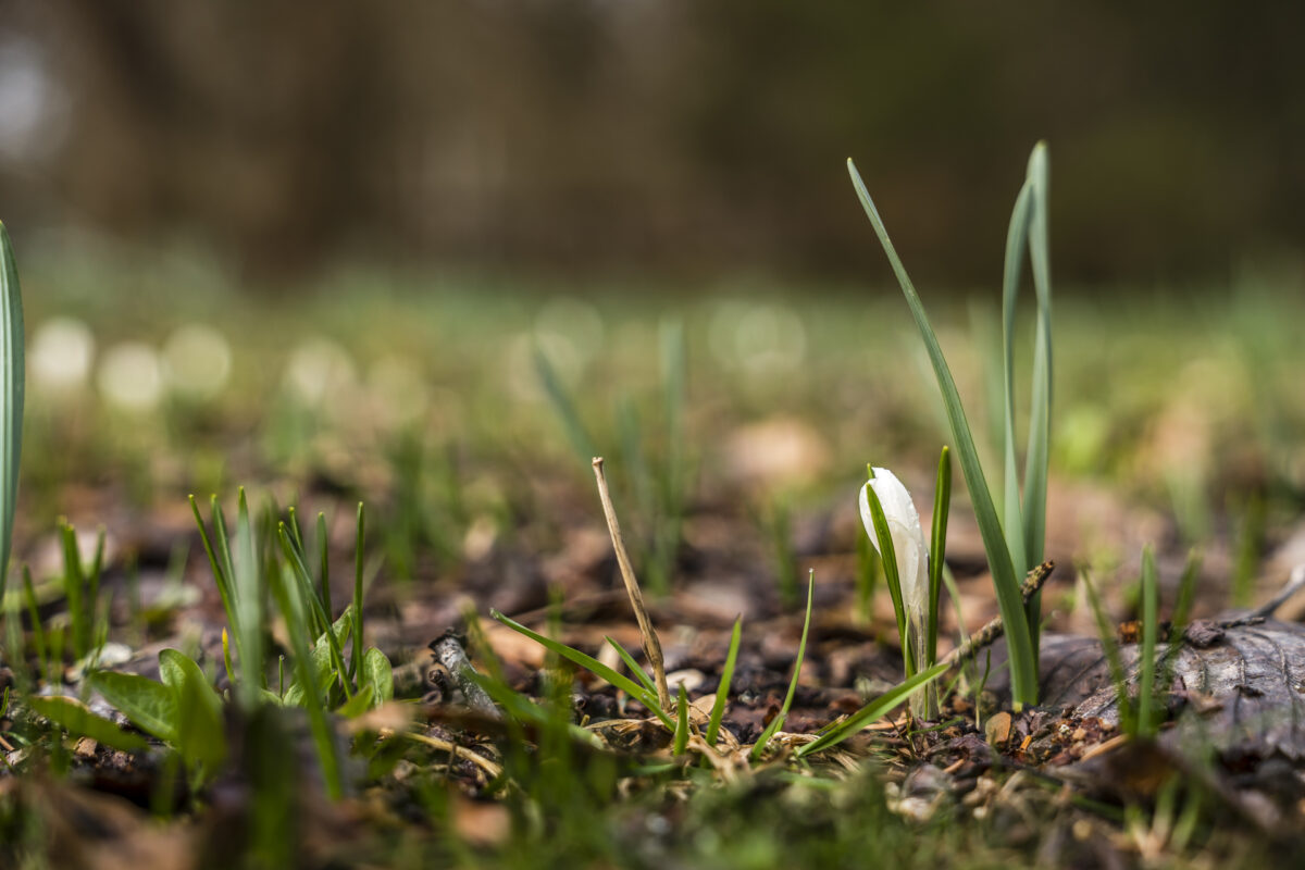 Krokusblüte