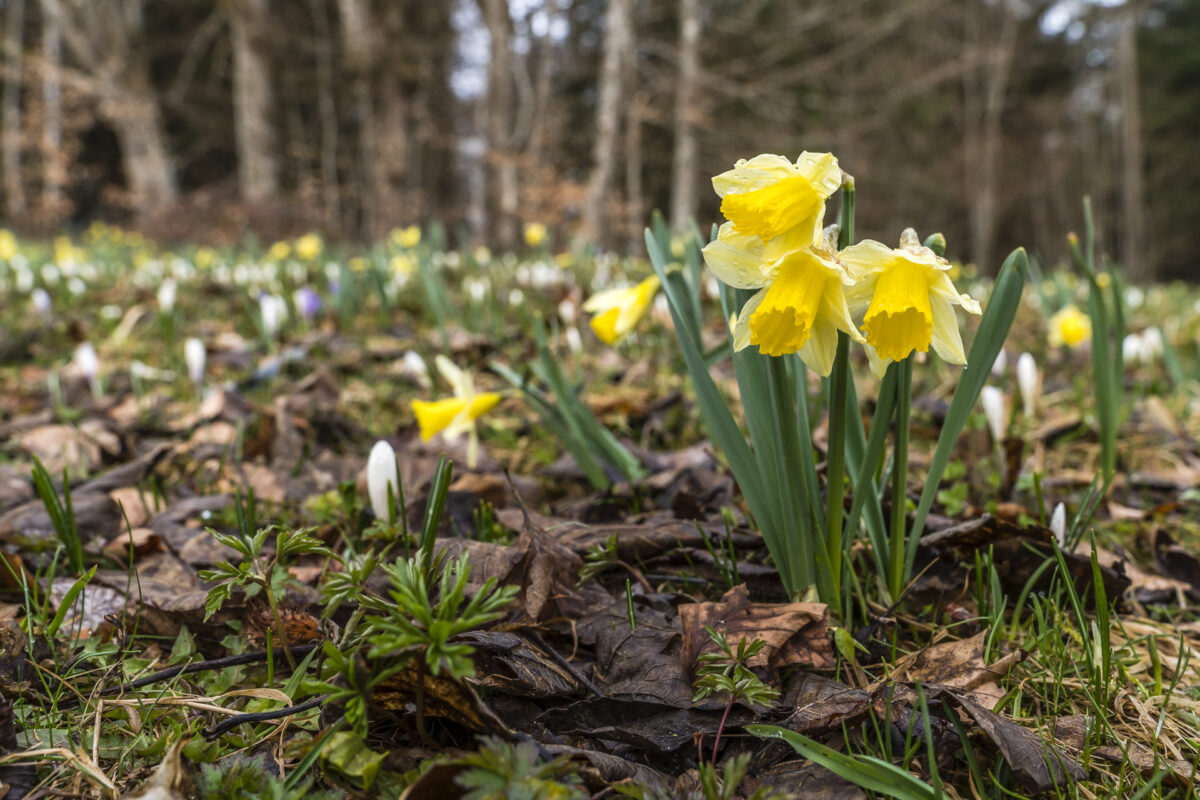 Blüte Osterglocken