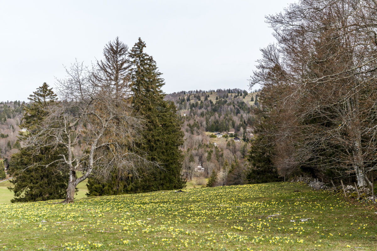 Wiese voller Osterglocken