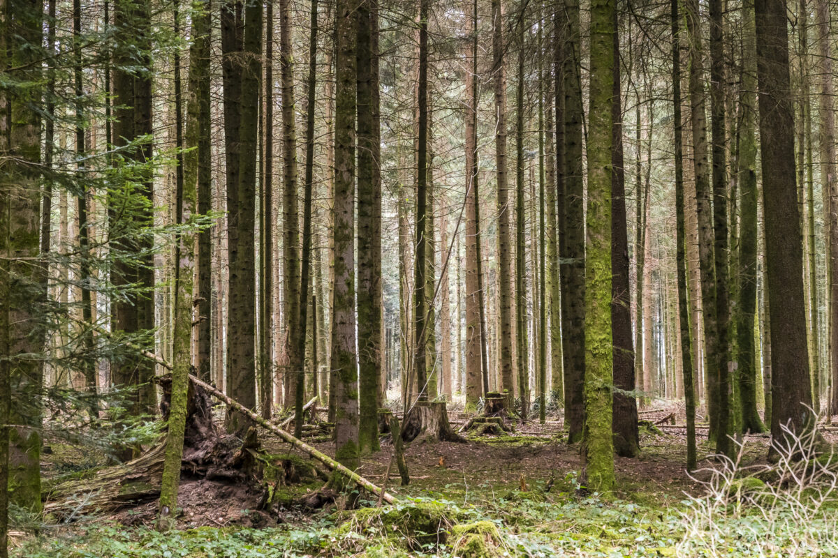 Jakobsweg Wald