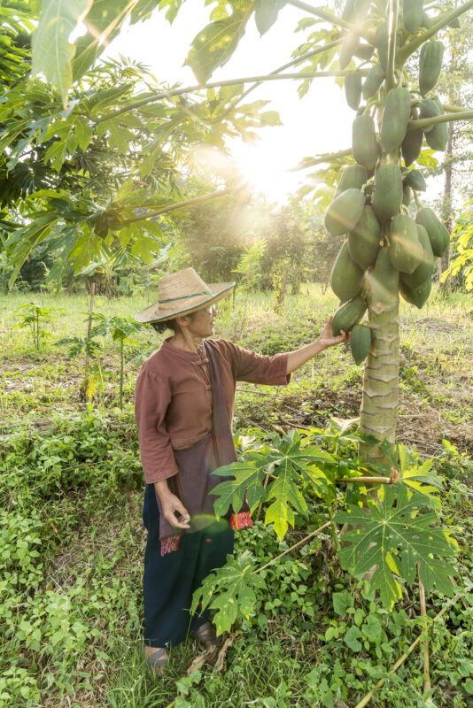 Nordthailand Papaya