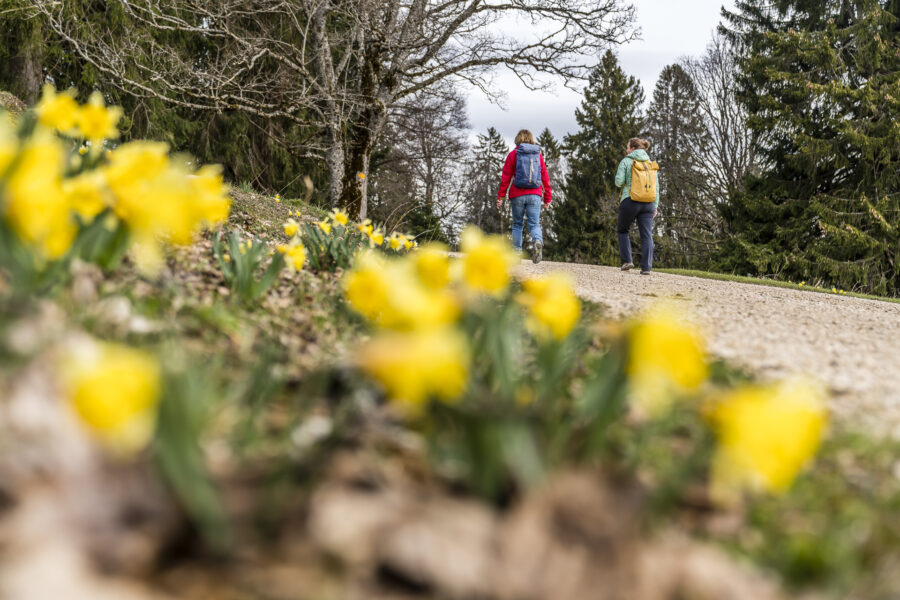 Osterglocken Wanderung Mont Sujet