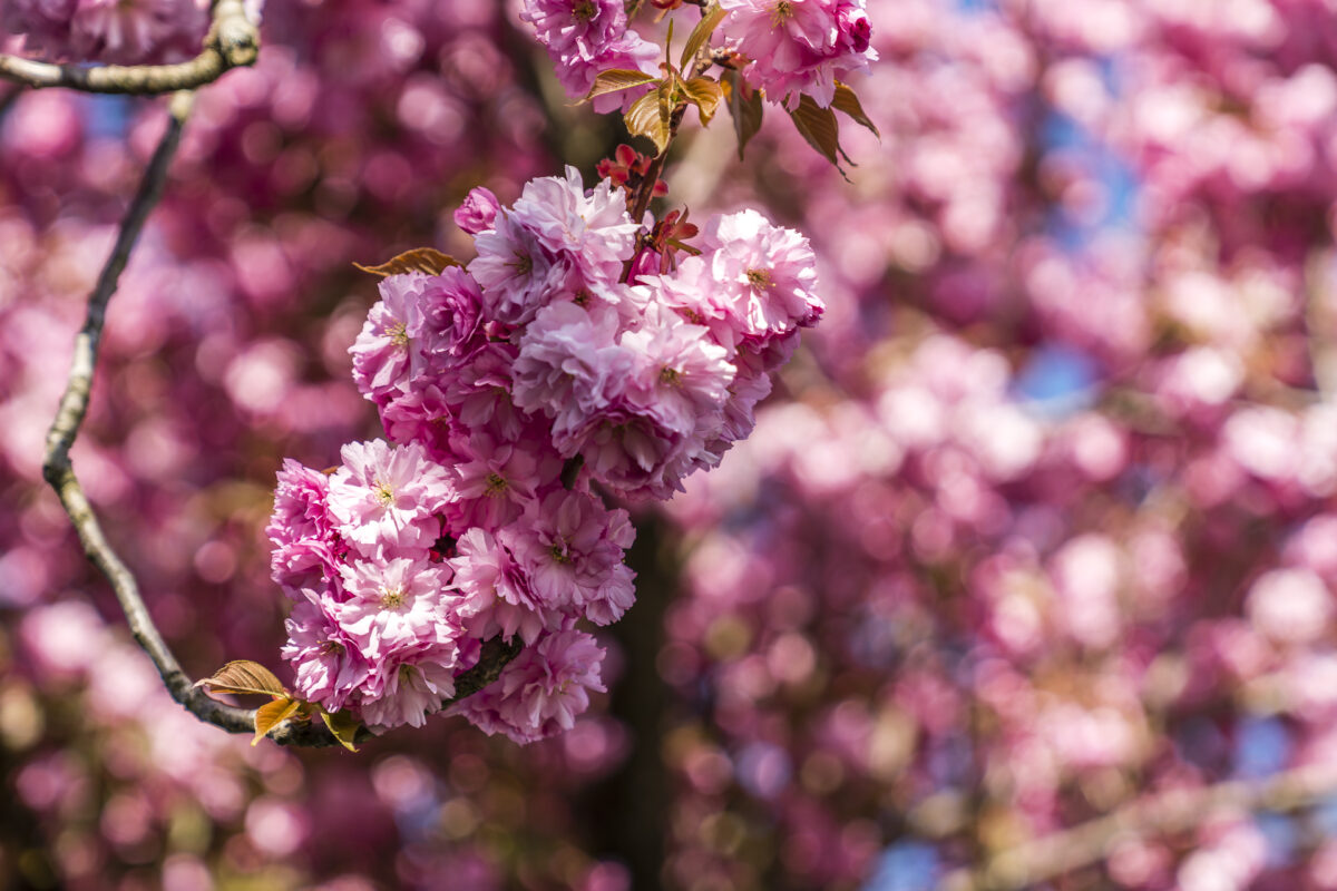 Blütezeit Frühling