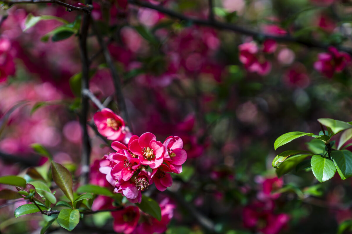 Botanischer Garten San Grato