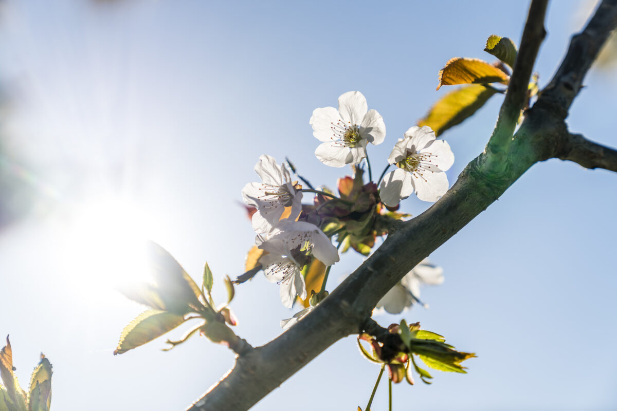 Frühling Blütezeit