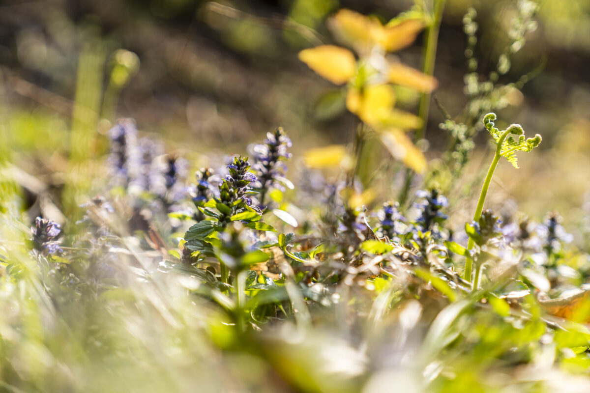 Frühling im Wald