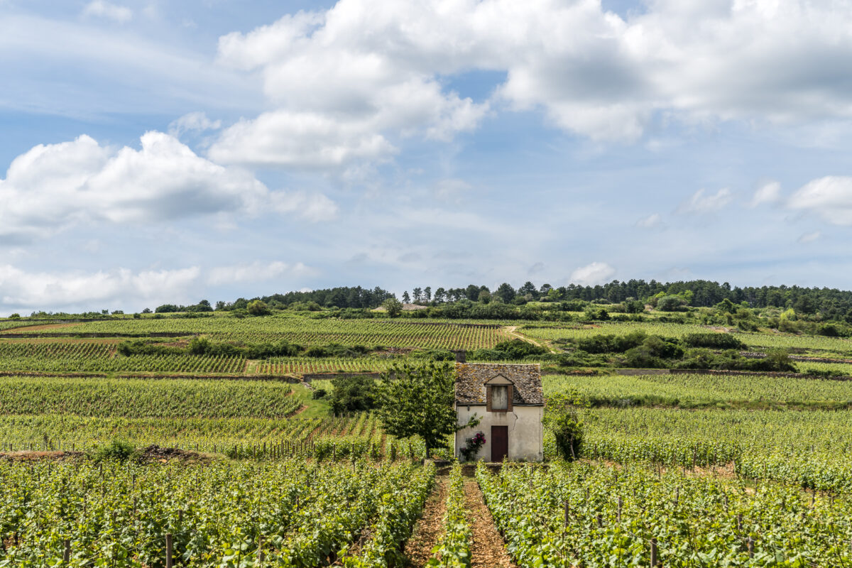 Beaune Côte d'Ort