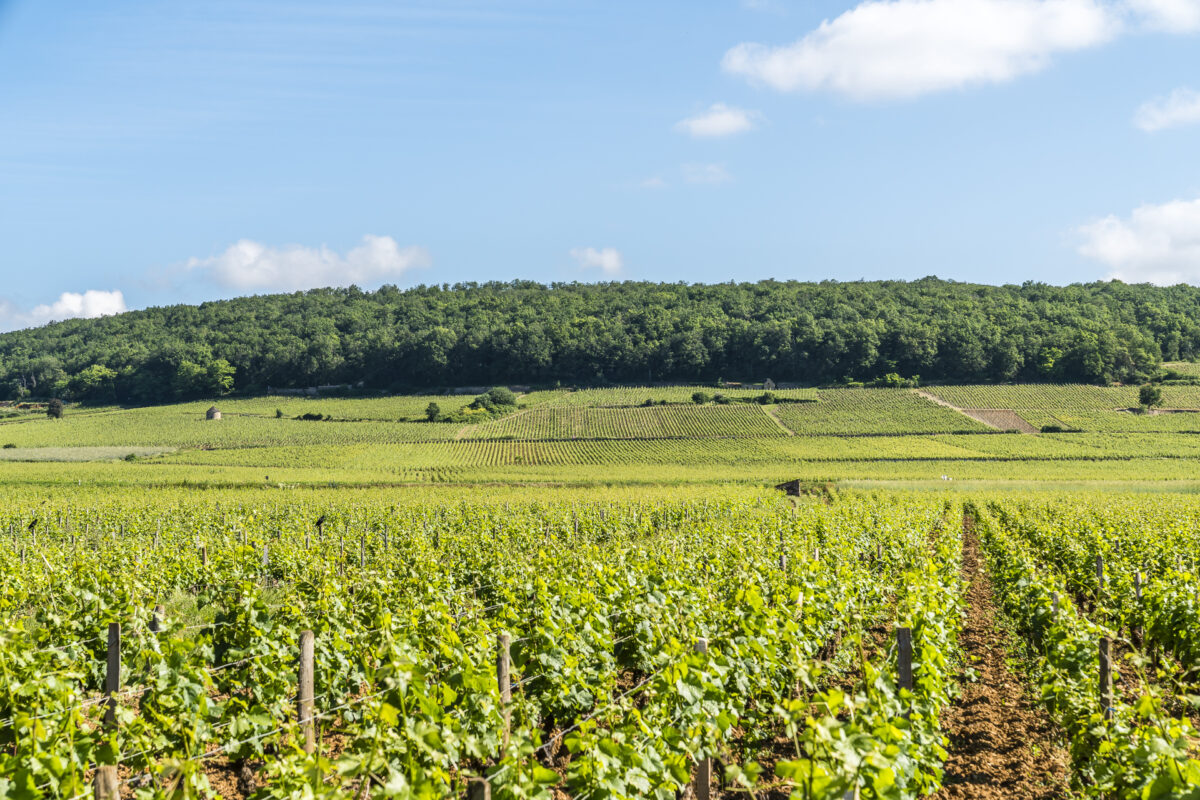 Weinstrasse Grands Crus Burgund