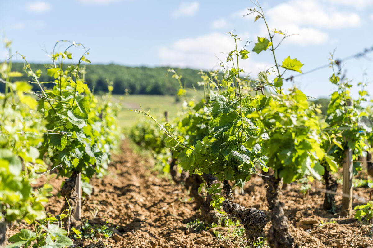 Burgund Grands Crus