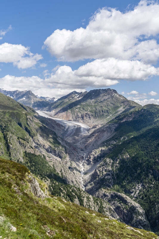 Aletschbord Panorama Alteschgletscher