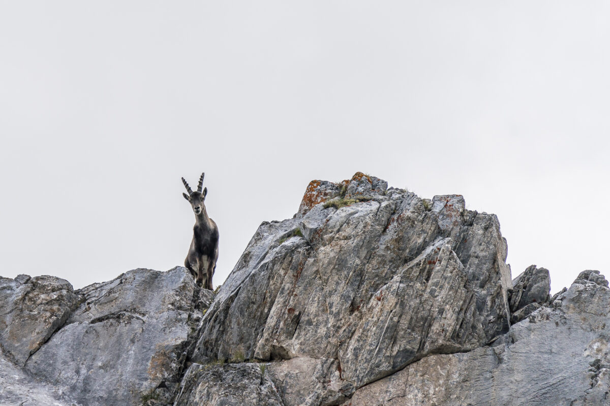 Steinbock in der Combe de l'Â