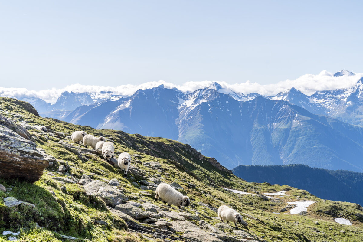 Schwarznasenschafe auf der Belalp