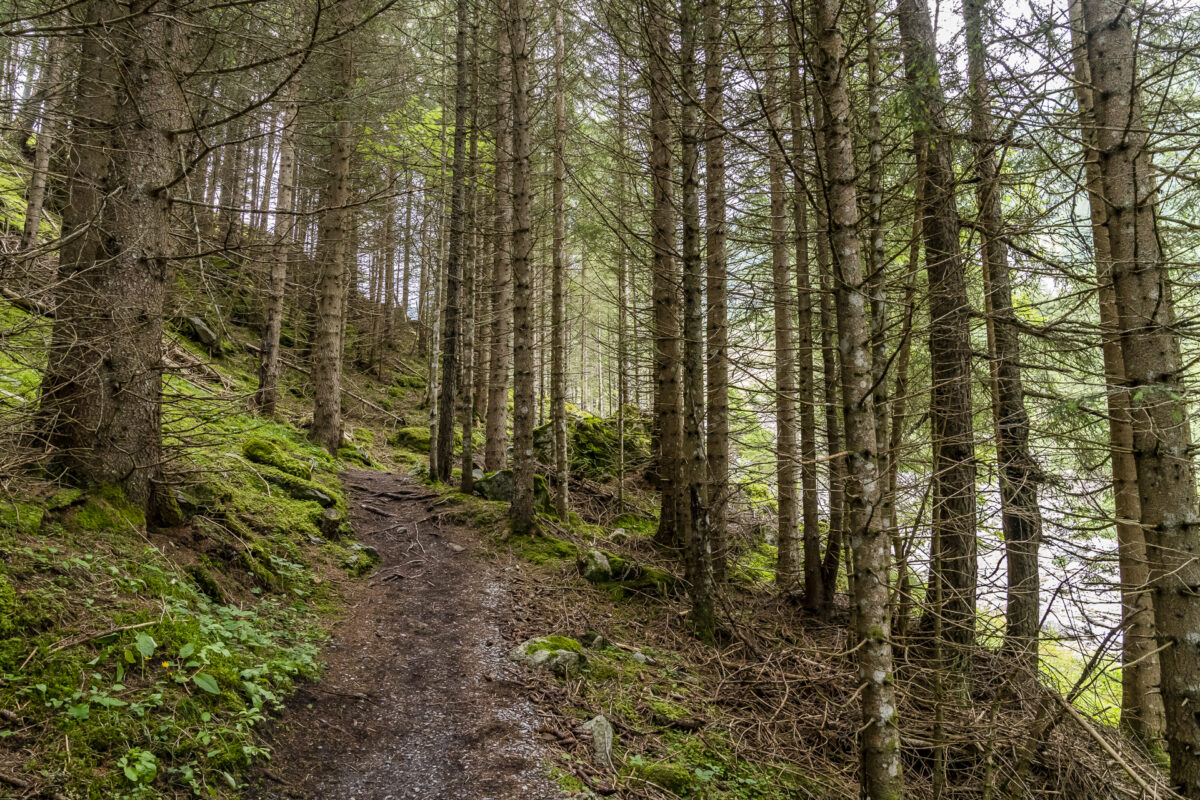 Gasterntal Wald