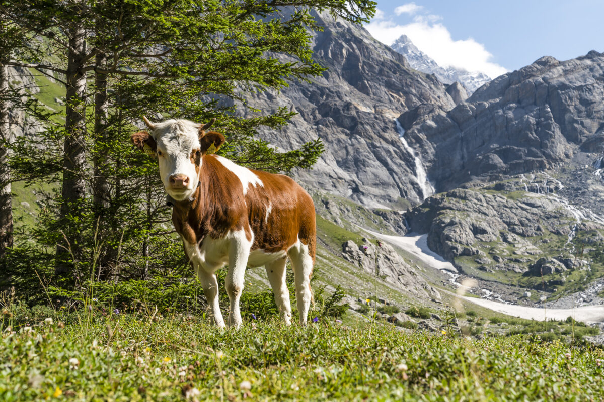 Gasterntal Alpweiden