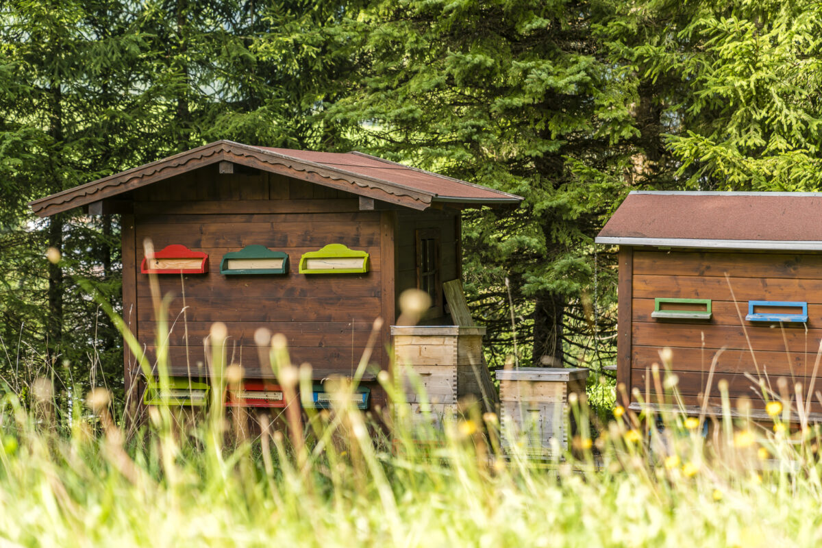 Lindhor Thiersee Bienen