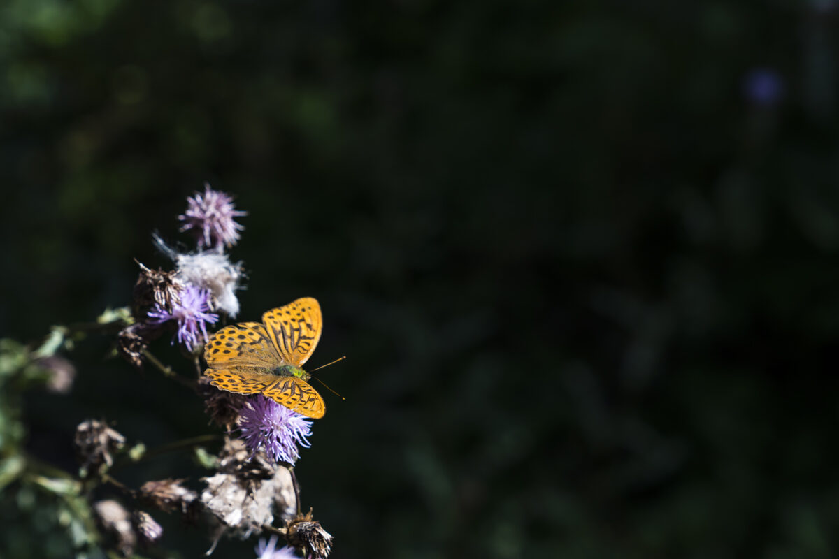 Natur Sunna-Weg