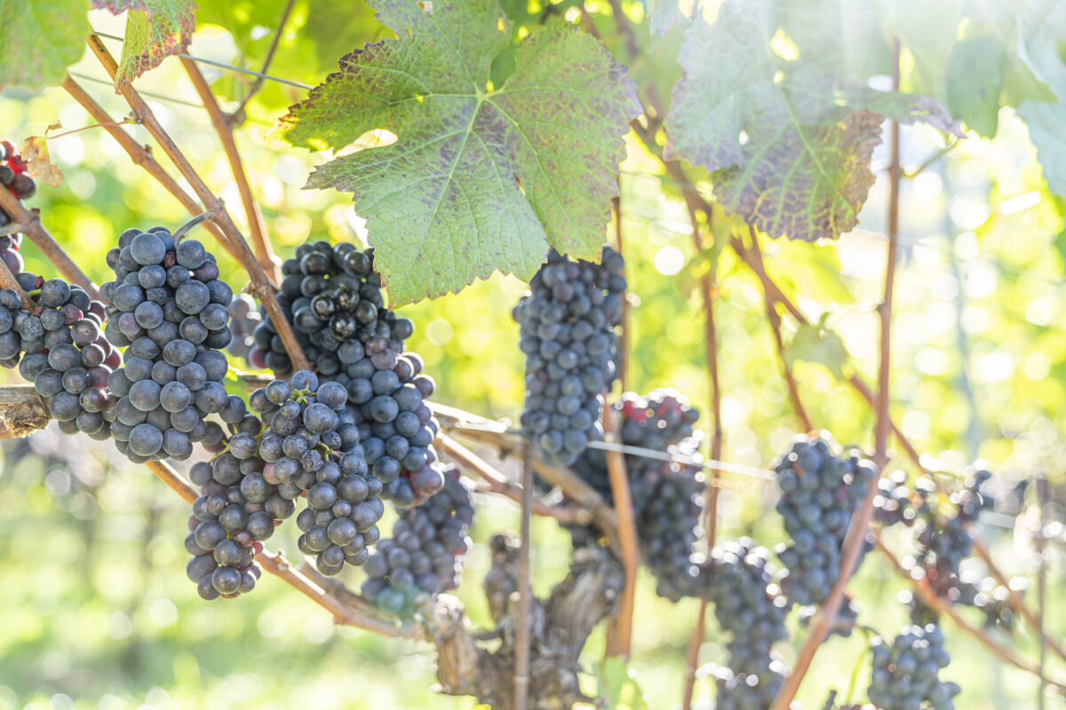 Pinot Noir Südtirol