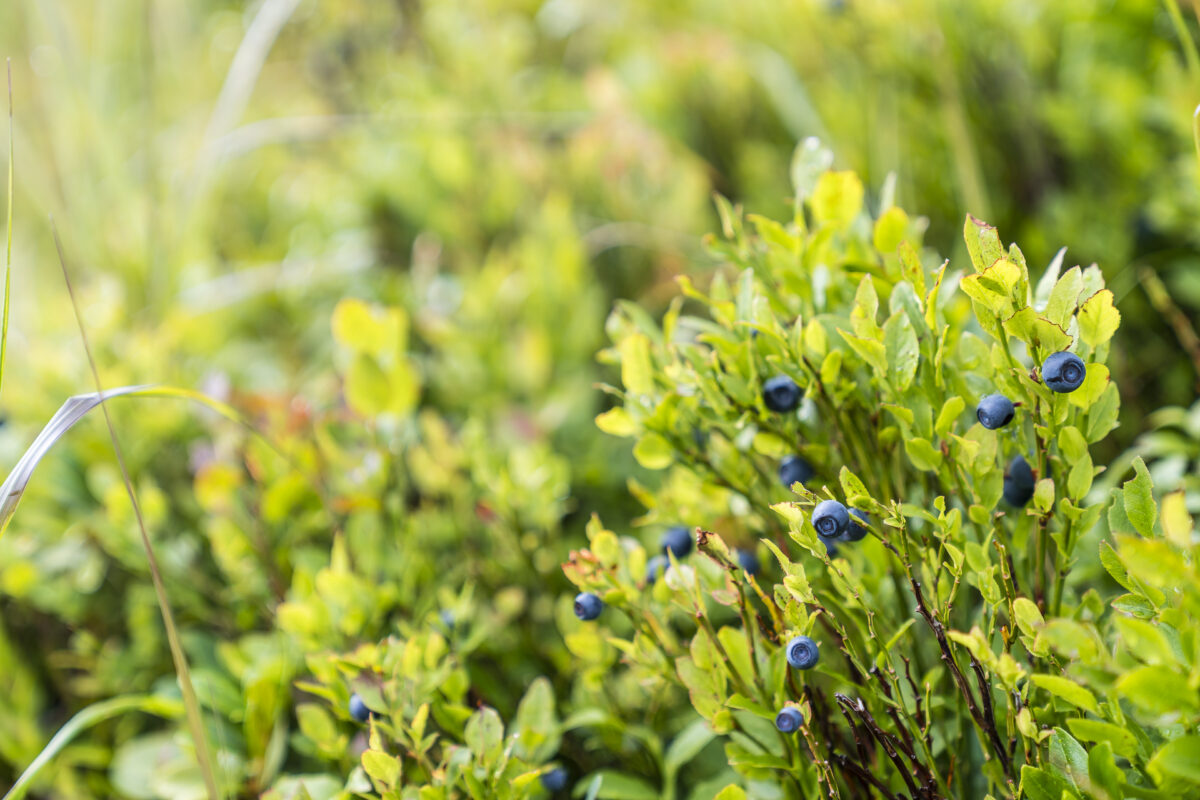 Moosbeeren an der Streif