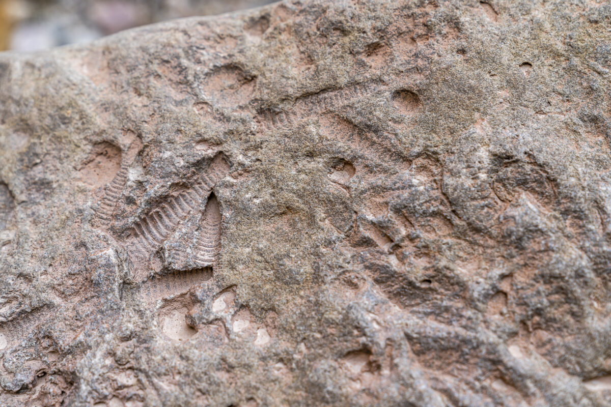 Fossilien Bletterbachschlucht