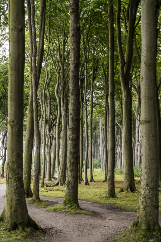 Ostsee Küstenwald