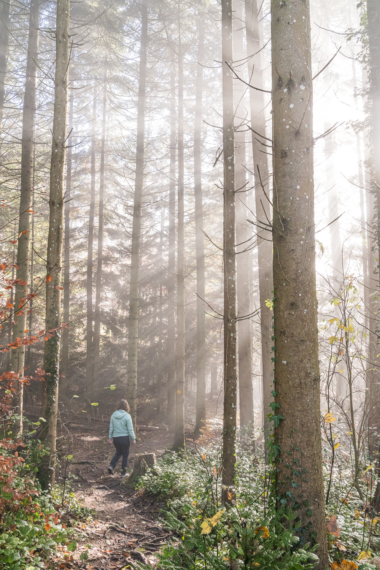 Zürcher Oberland Nebel