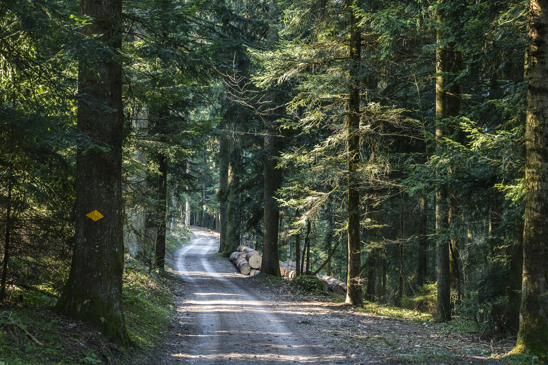 Wald Konolfingen