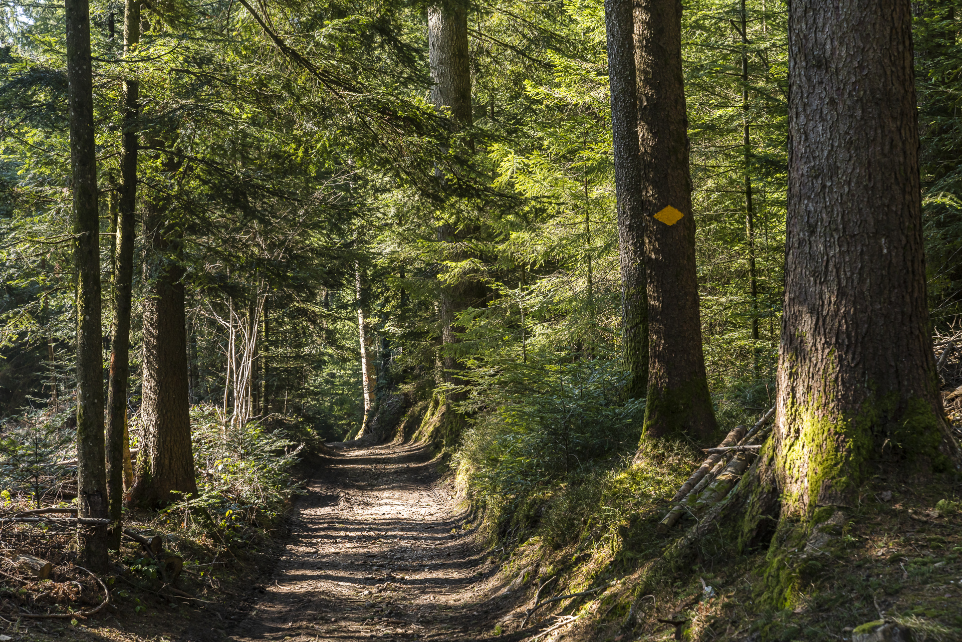 Waldwege Emmental