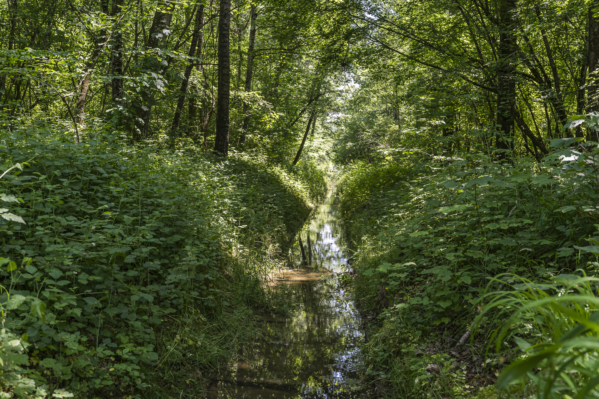 Vogelschutzgebiet Grande Caricaie