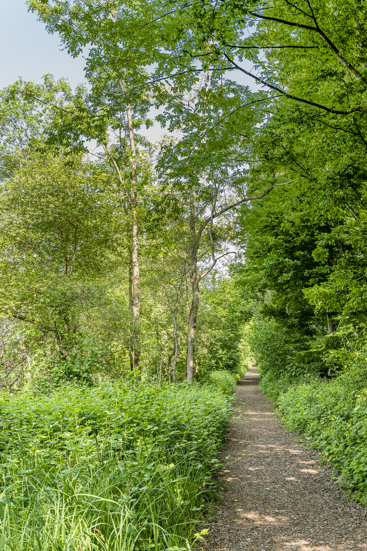 Wanderung Murten Mont Vully