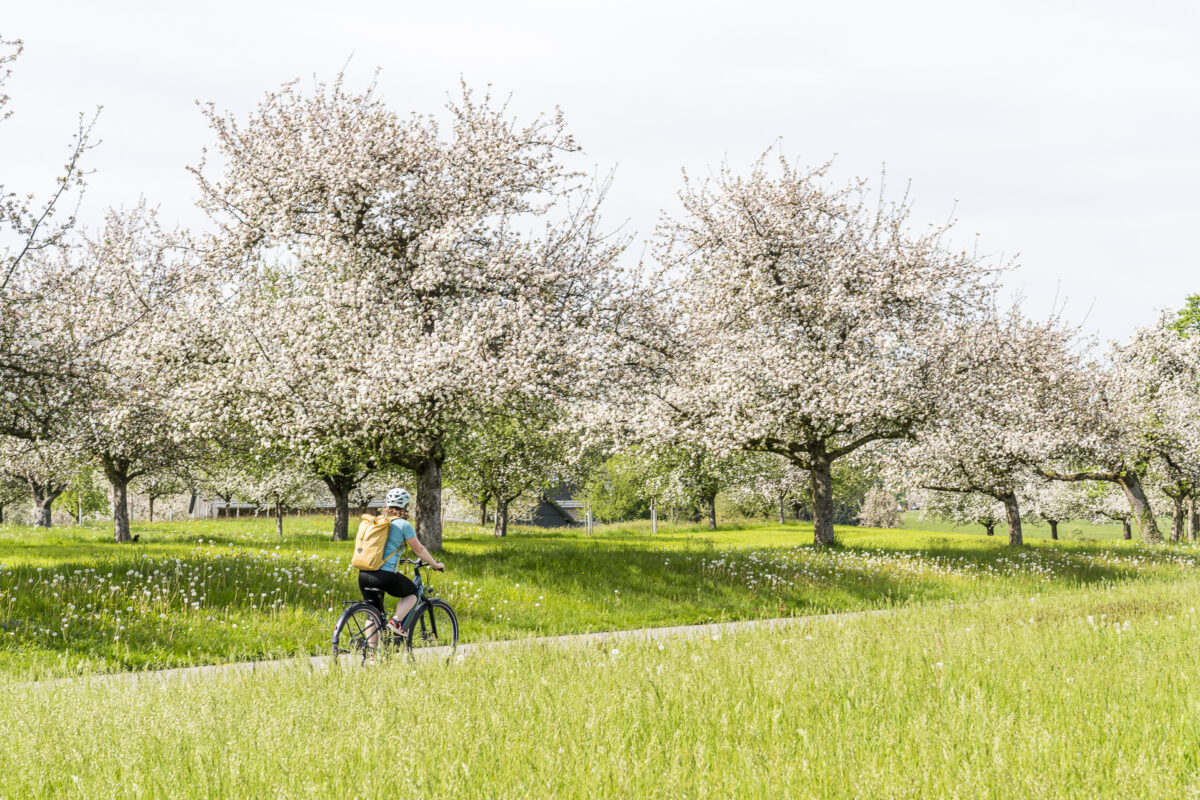 Bluescht Velotour Thurgau