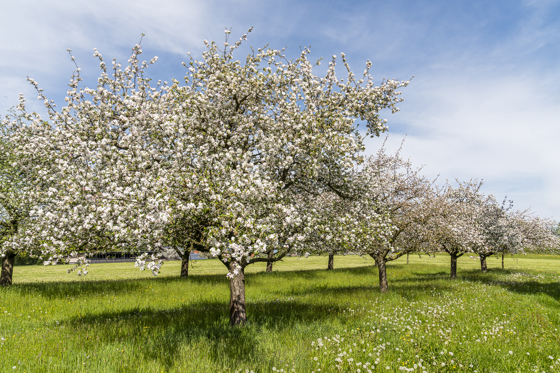 Apfelblüte Thurgau