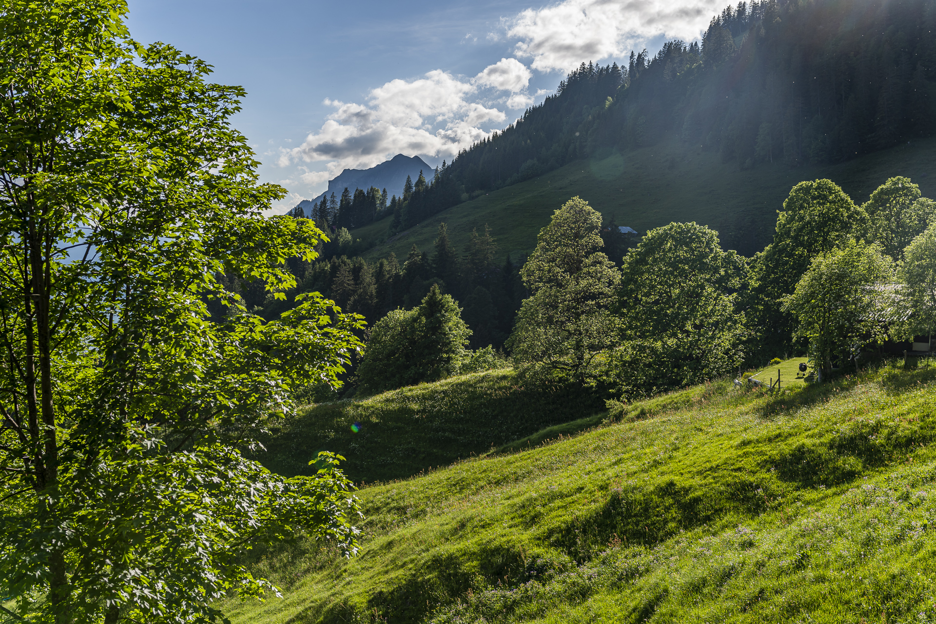 Planalp Brienzer Rothorn